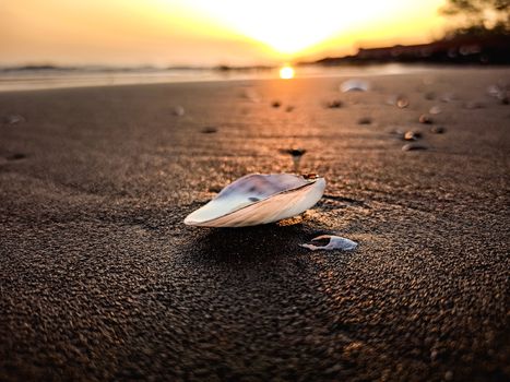Stunning close-up of a seashell on sandy beach during a vibrant sunset, capturing tranquility and beauty.