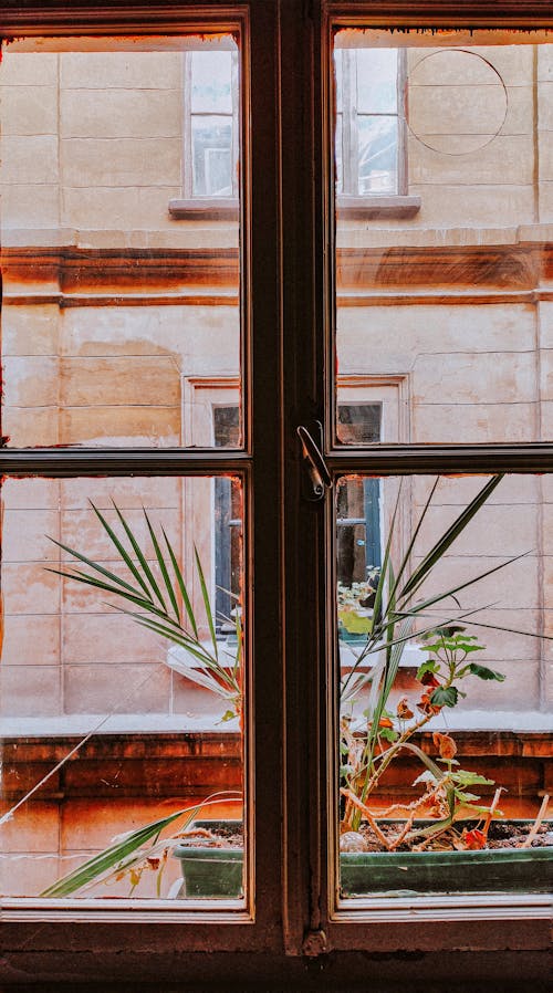 Old Window and Plant