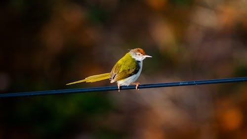 Free Selective Focus Photo of a Colorful Bird Perched on a Black Wire Stock Photo
