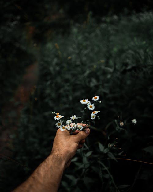 Free Person Holding White Tanacetum Flowers Stock Photo