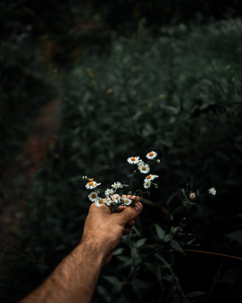 Person Holding White Tanacetum Flowers