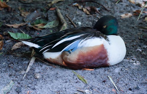 Foto d'estoc gratuïta de animals de la natura