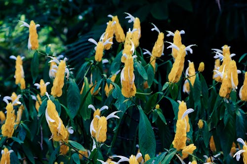 Foto d'estoc gratuïta de arbre florit, camp de flors, flors