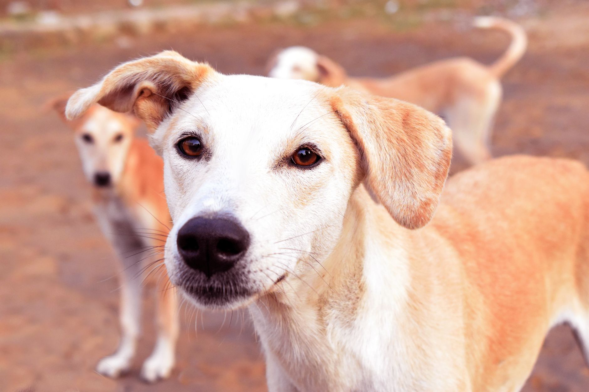 Portrait of a dog at a veterinary clinic