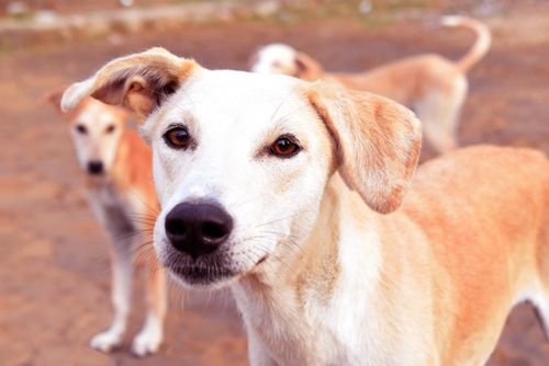 Free Close-up of a curious dog with others in the background outdoors. Stock Photo