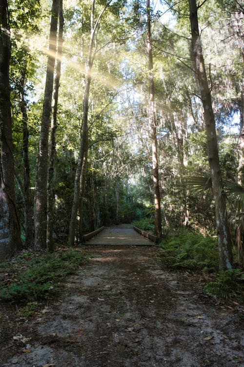 Free Pathway Between Trees Stock Photo