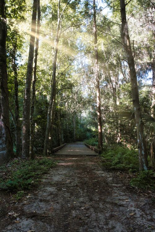 Free Tranquil forest path with sunlight streaming through lush trees, creating a serene and natural atmosphere. Stock Photo