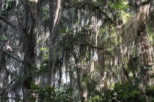 Immagine gratuita di abbaiare, alberi, foresta pluviale