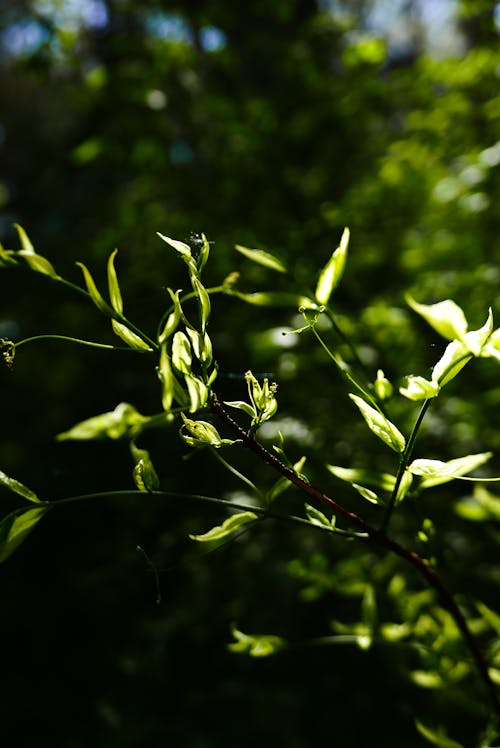 Základová fotografie zdarma na téma detail, jarní čas, příroda