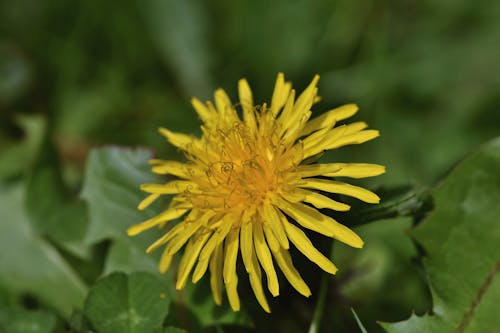 Free stock photo of dandelion flower, dandelion seeds, flowering