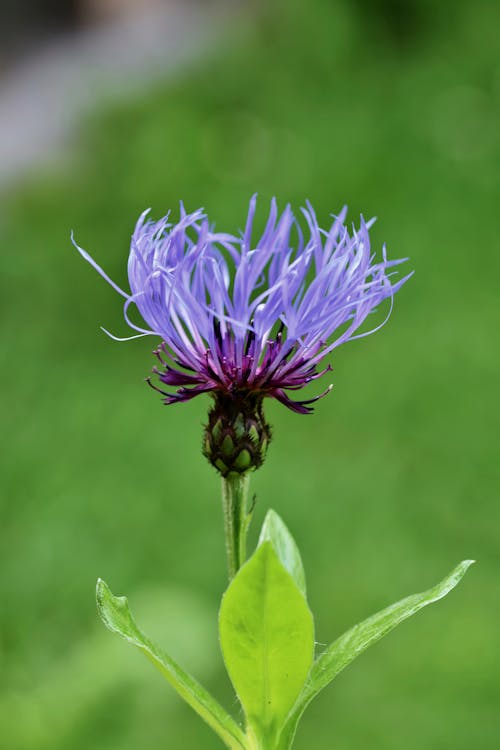 Blue Flower in Close Up Photography