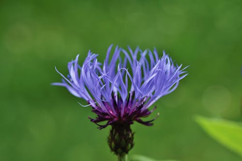 Blue Flower in Macro Shot