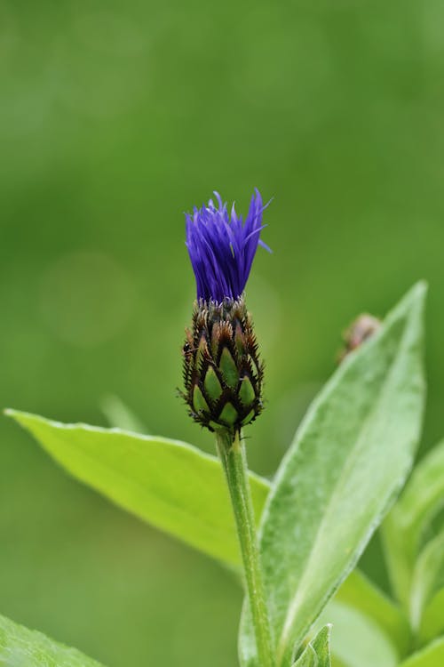 Free stock photo of blue flower, flower bud, garden flower