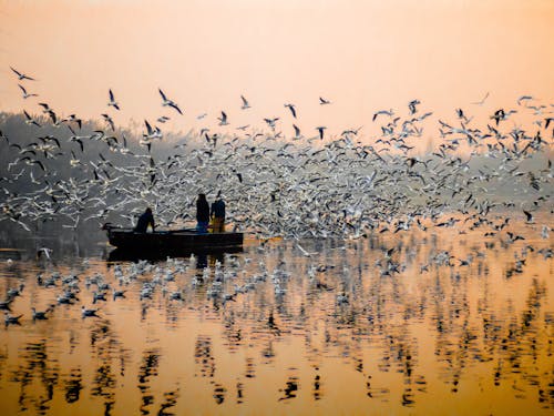 Бесплатное стоковое фото с вода, закат, корабль