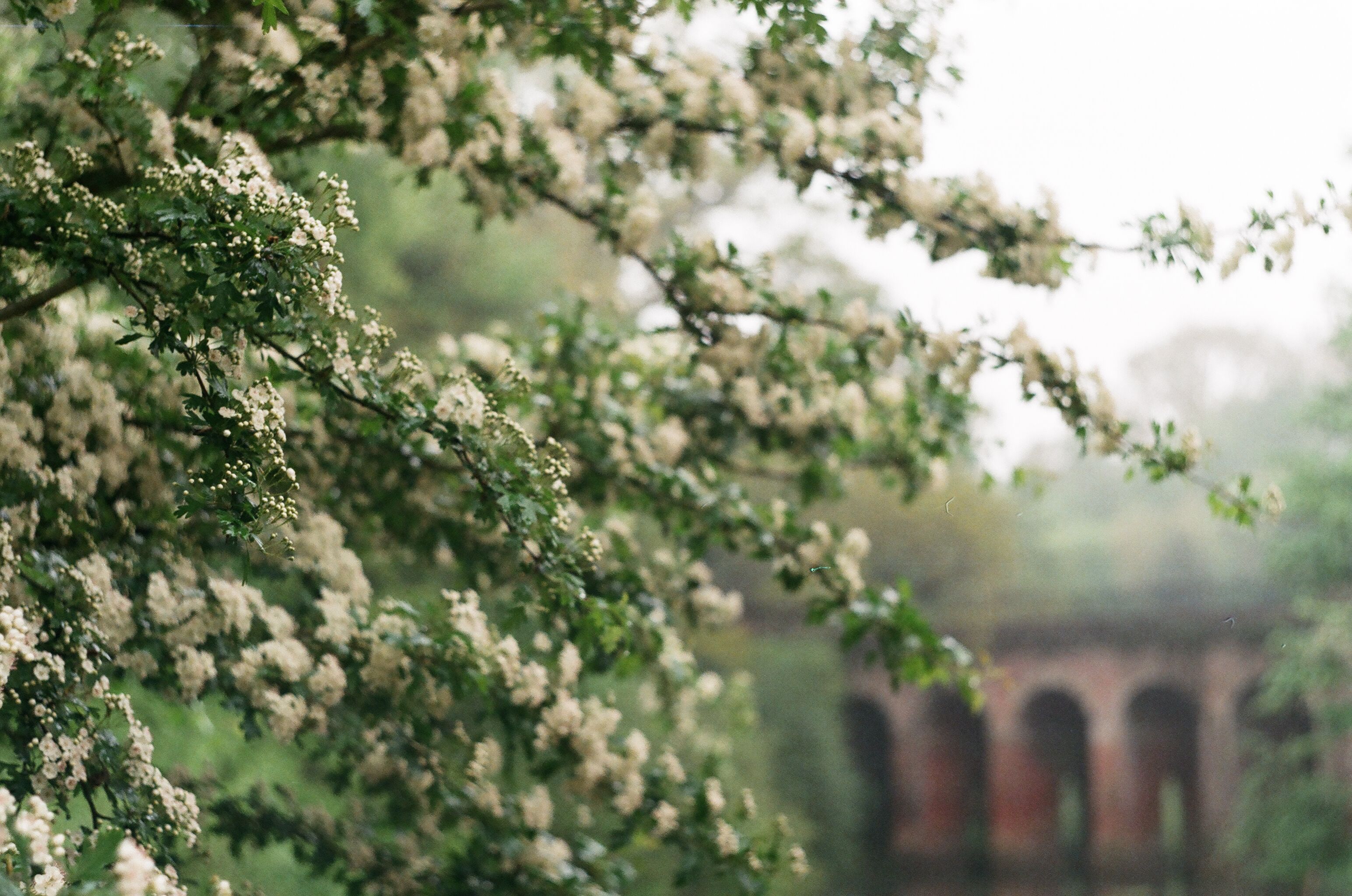 A lush garden with blooming trees and stone walls