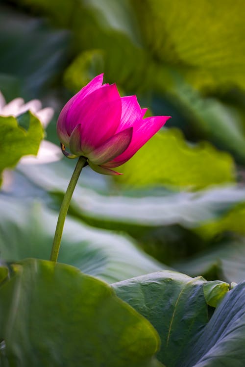 Foto d'estoc gratuïta de flor, fons de pantalla per al mòbil, natura