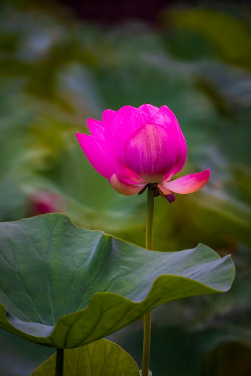 Free Pink Water Lily Stock Photo