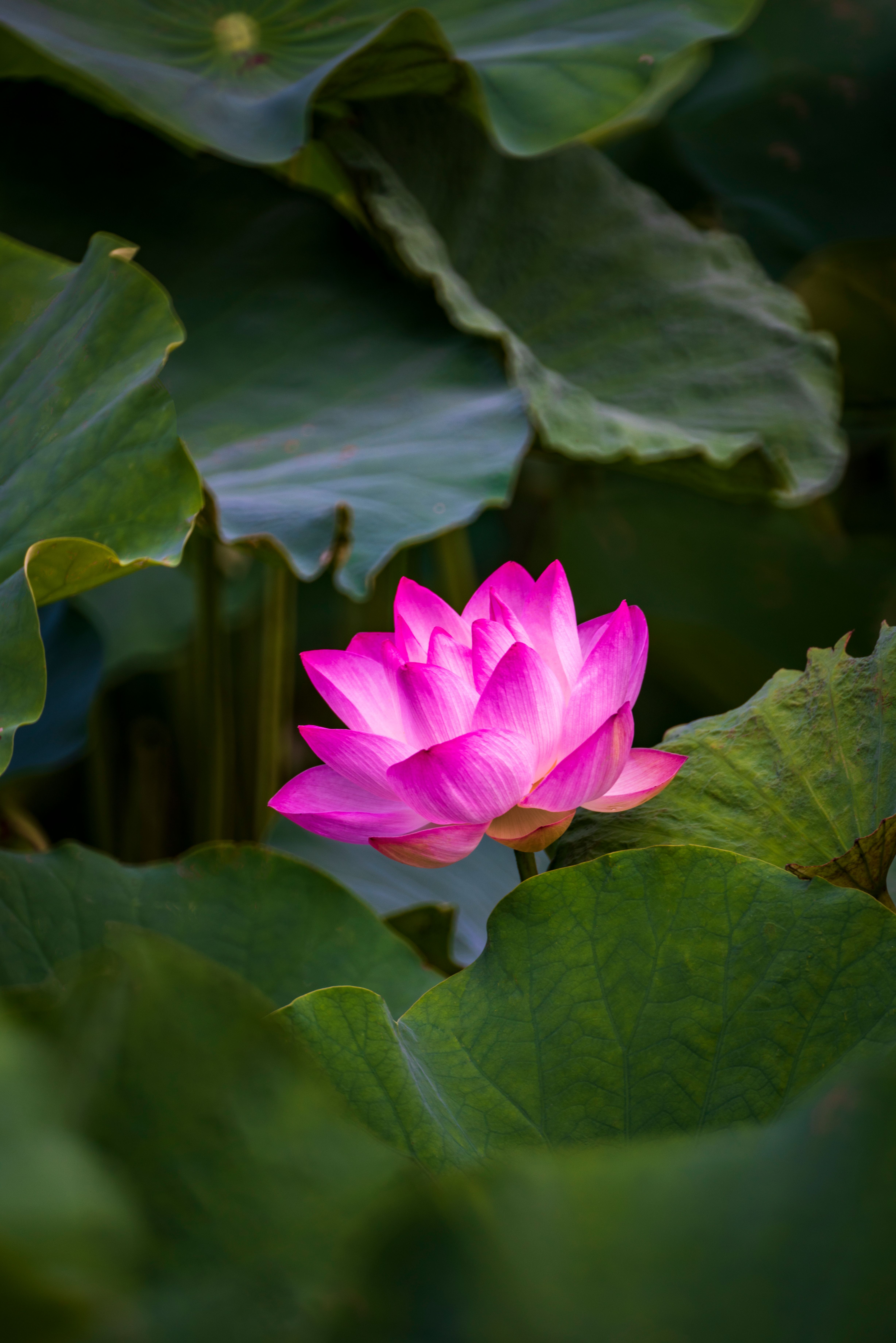 Close Up of Lotus Flower · Free Stock Photo