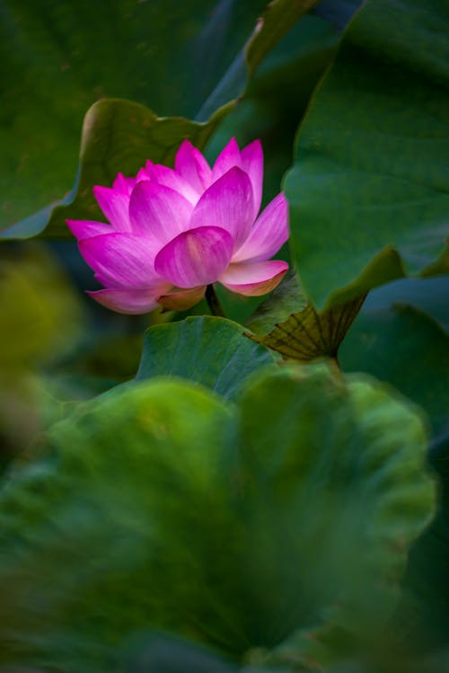 Free Pink Water Lily Stock Photo
