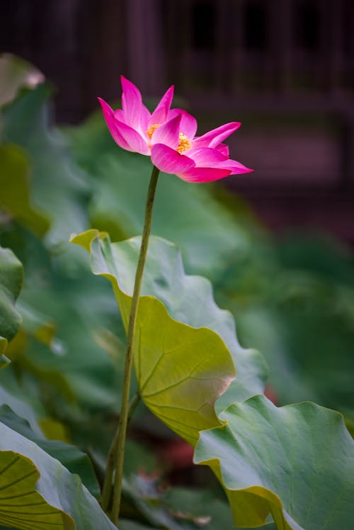 Foto profissional grátis de atraente, flor, floração