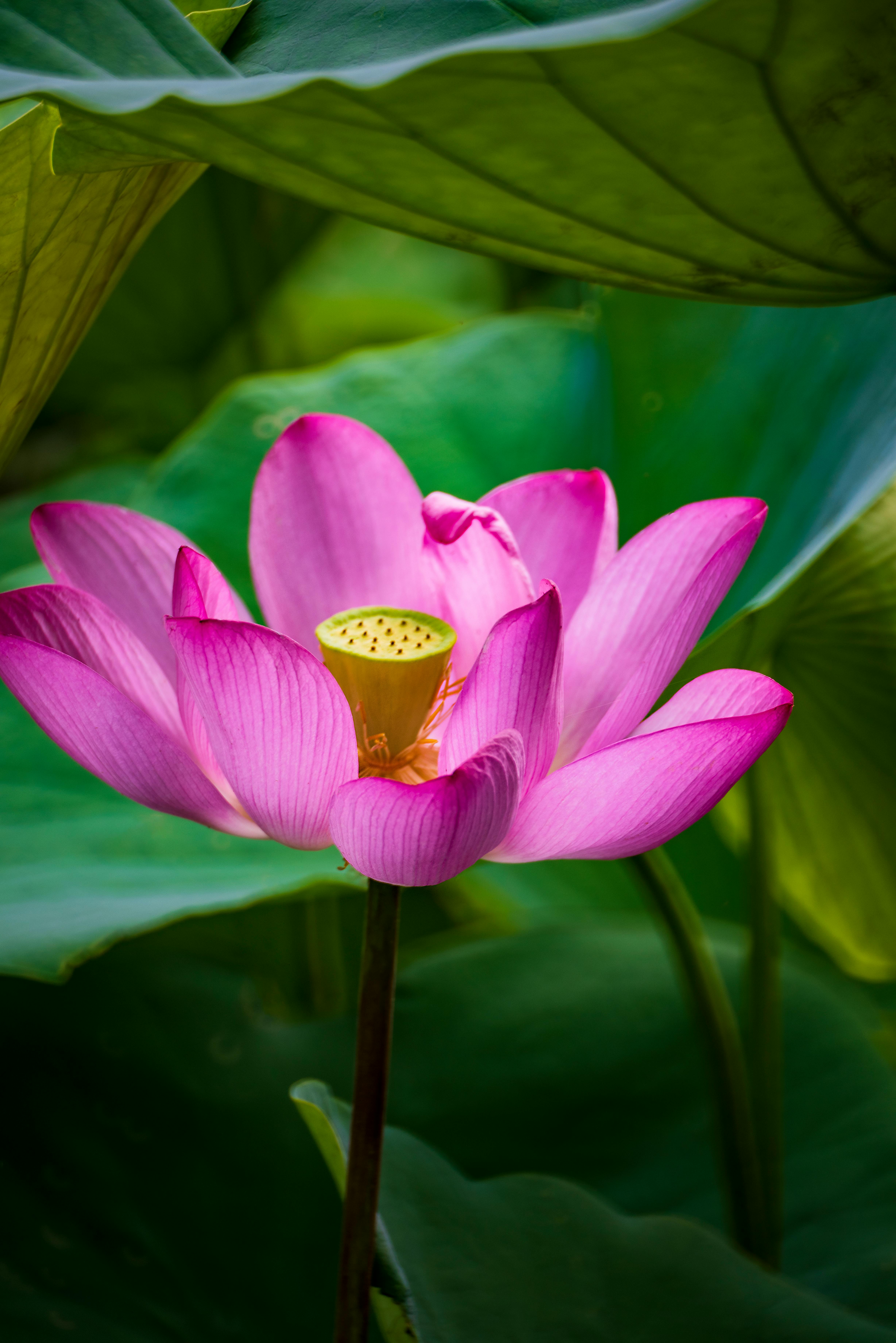 A stunning close-up of a vibrant pink lotus flower blooming amidst lush green leaves, captured outdoors.