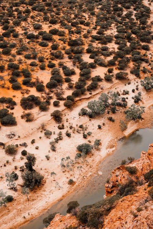 Aerial Fooatge of an Arid Land with Bushes and Shrubs 