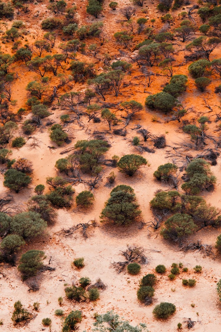 Plants On Desert Landscape