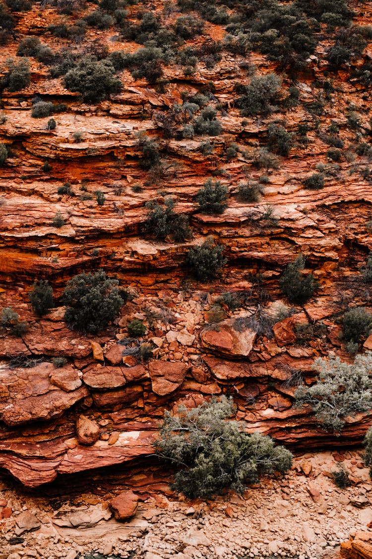 Plants On Desert Landscape