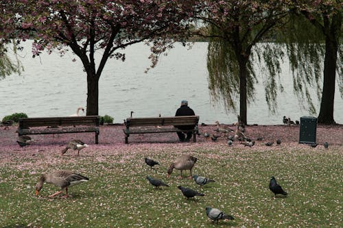 A Person Sitting in a Park with Various Birds