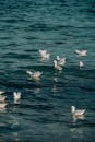一群海鸟，可能是黑嘴海鸥，优雅地漂浮在海面上