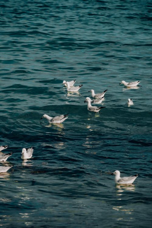 Free A group of seabirds, possibly black-billed gulls, gracefully float on the ocean's surface. Stock Photo