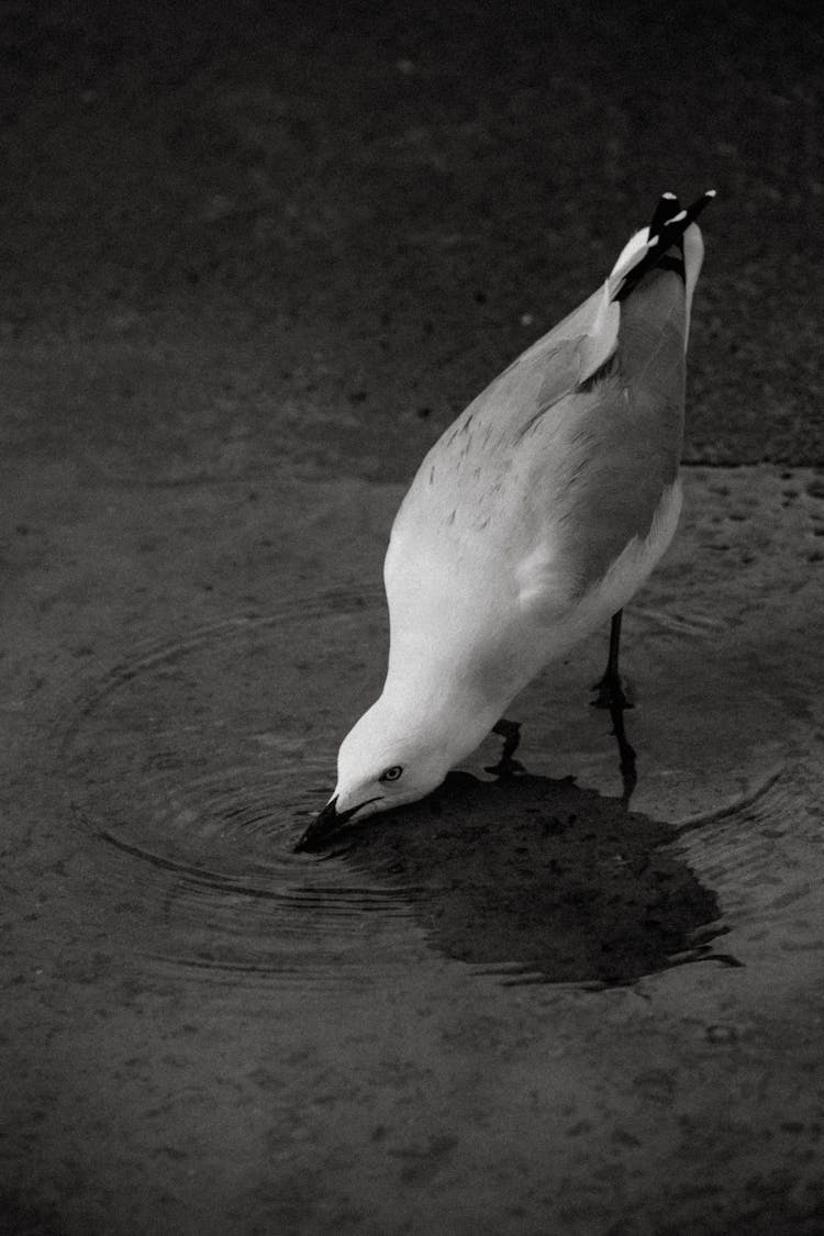 Seagull Drinking Water From Puddle