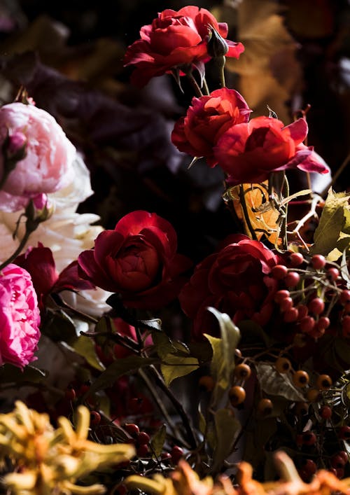 Ilmainen kuvapankkikuva tunnisteilla kasvikunta, kimppu, ruusut