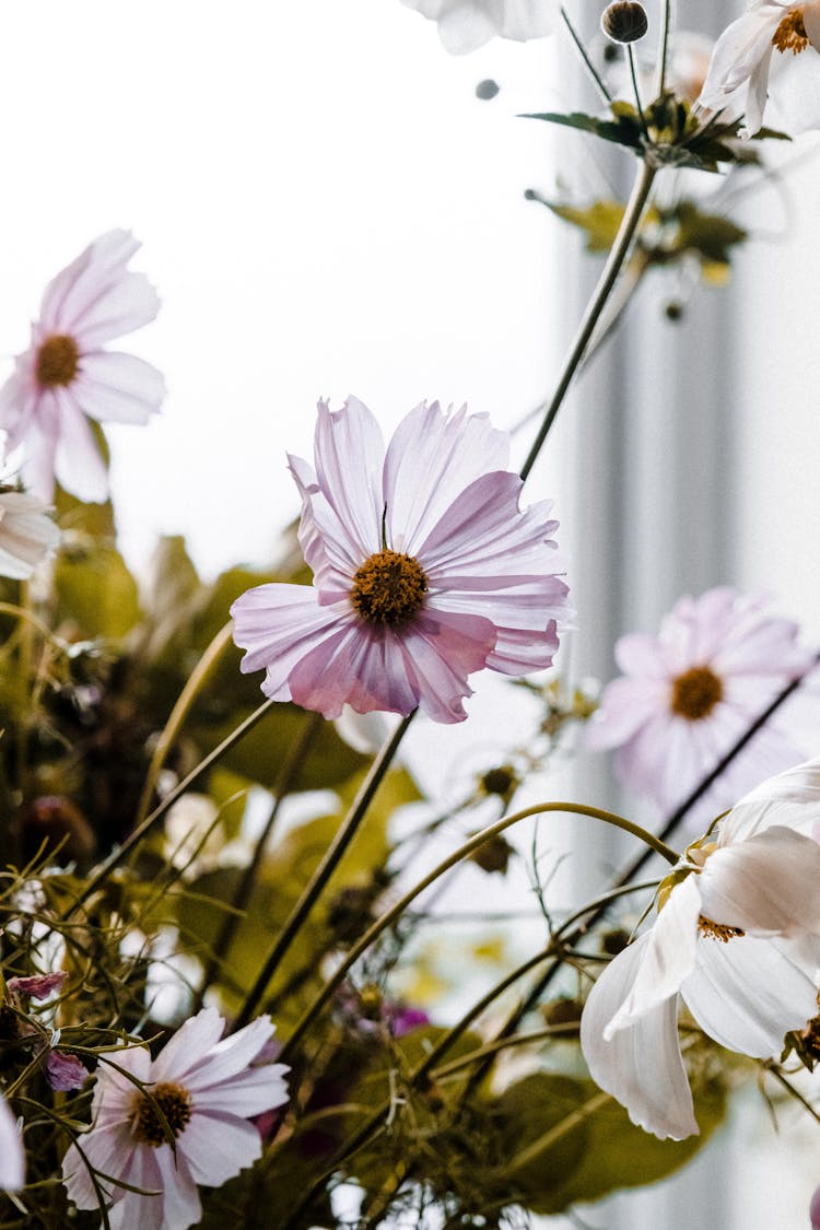 Close-up Photo Of Blooming Garden Cosmos 