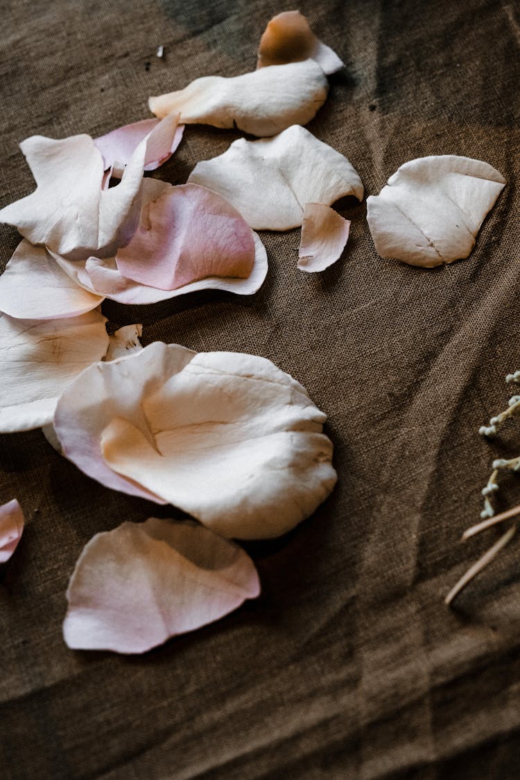 Light Pink Rose Petals On Fabric 