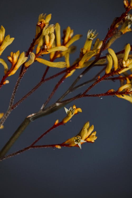 Blooming Tree on Grey Background