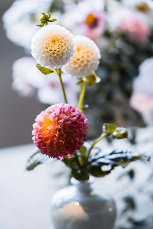 Close-up of Beautiful Dahlia Flowers in a Vase