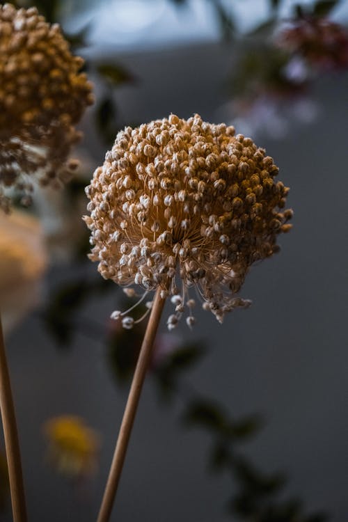 Dry Flower on Blur Background