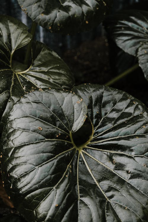 Close-up of Green Leaves