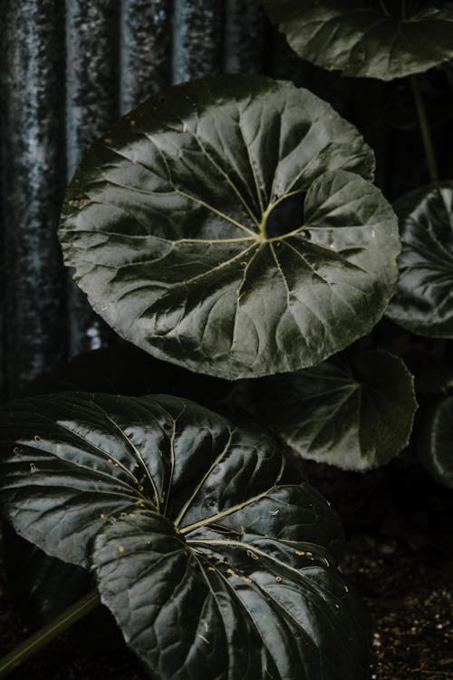 Close Up Photo of Green Leaves