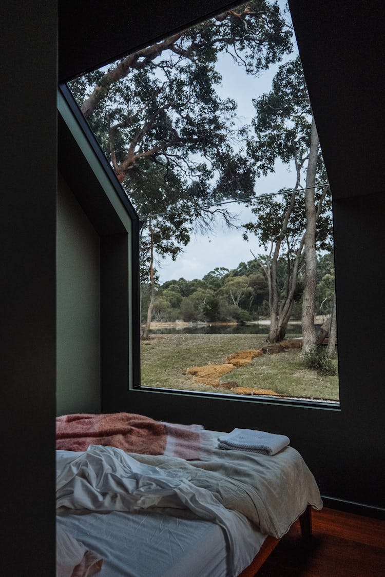 Trees Behind Window