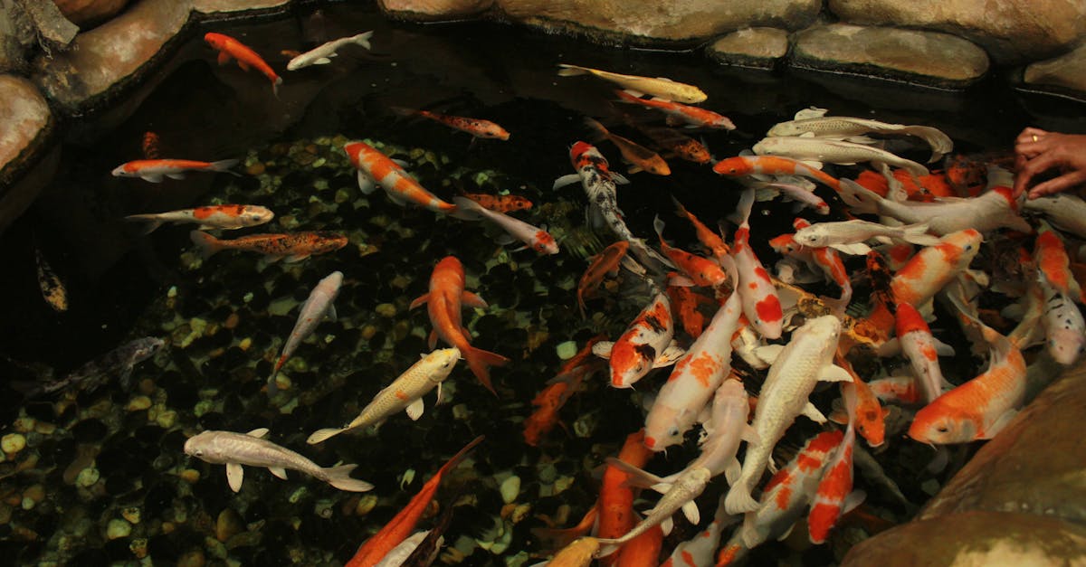 How to carp fish in a pond