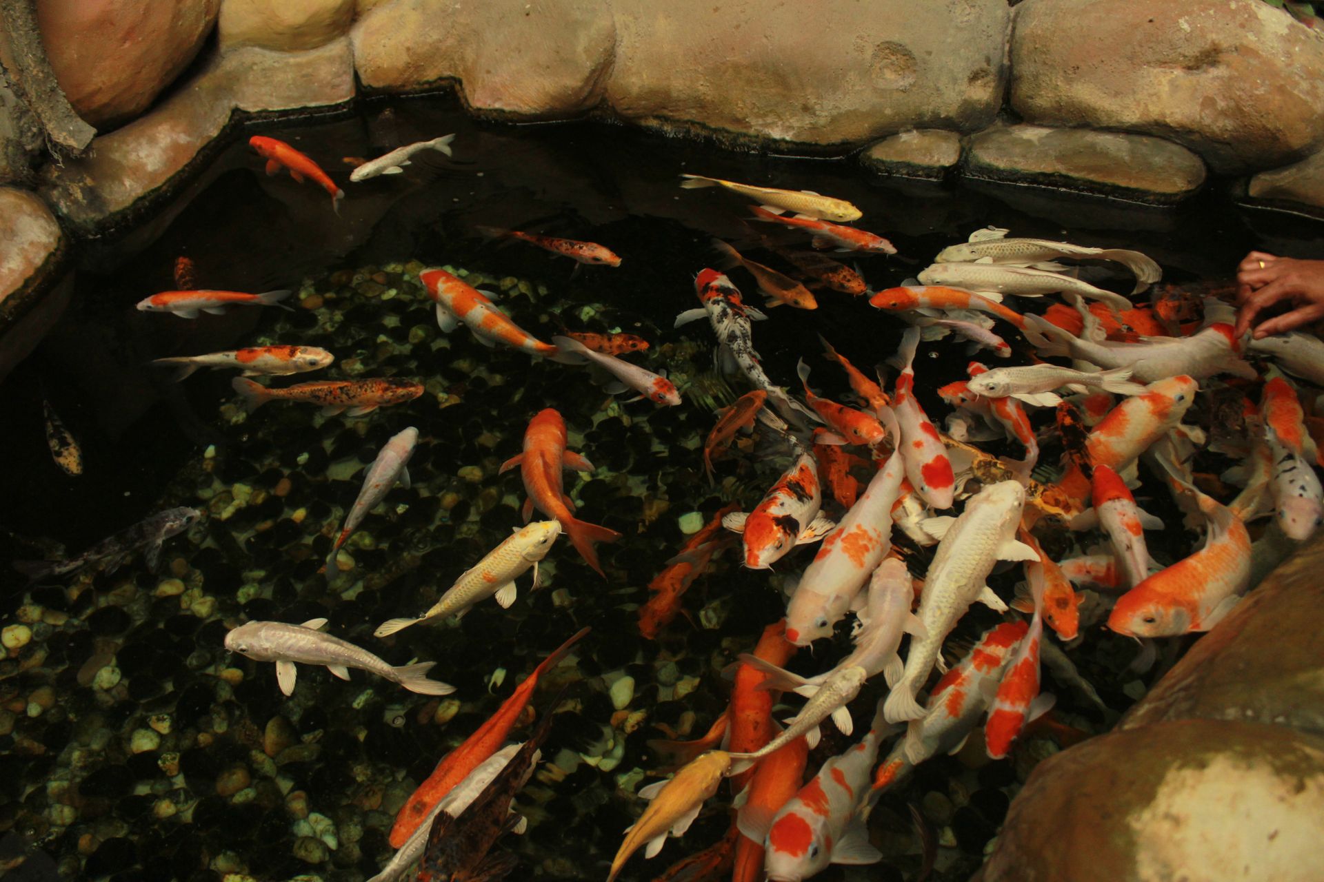 A colorful group of koi fish swimming in a decorative pond, surrounded by rocks.