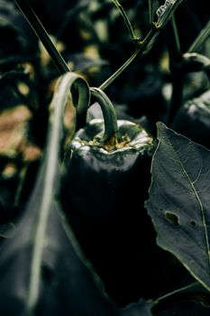 Detailed focus on a green bell pepper growing on a plant with surrounding foliage.