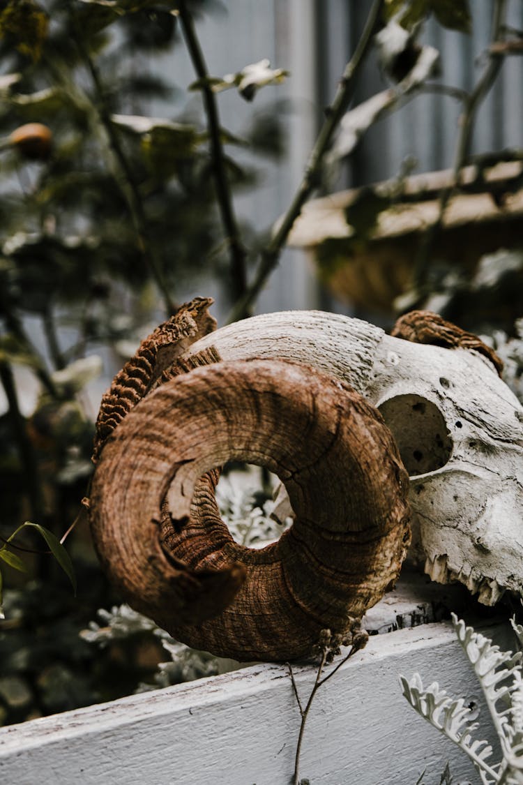 Photograph Of A Skull With Horns