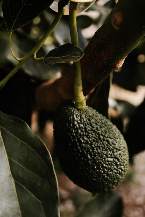 Free Captivating close-up of a ripe avocado hanging from a tree, showcasing natural textures. Stock Photo