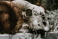 Close-Up Photograph of a Skull