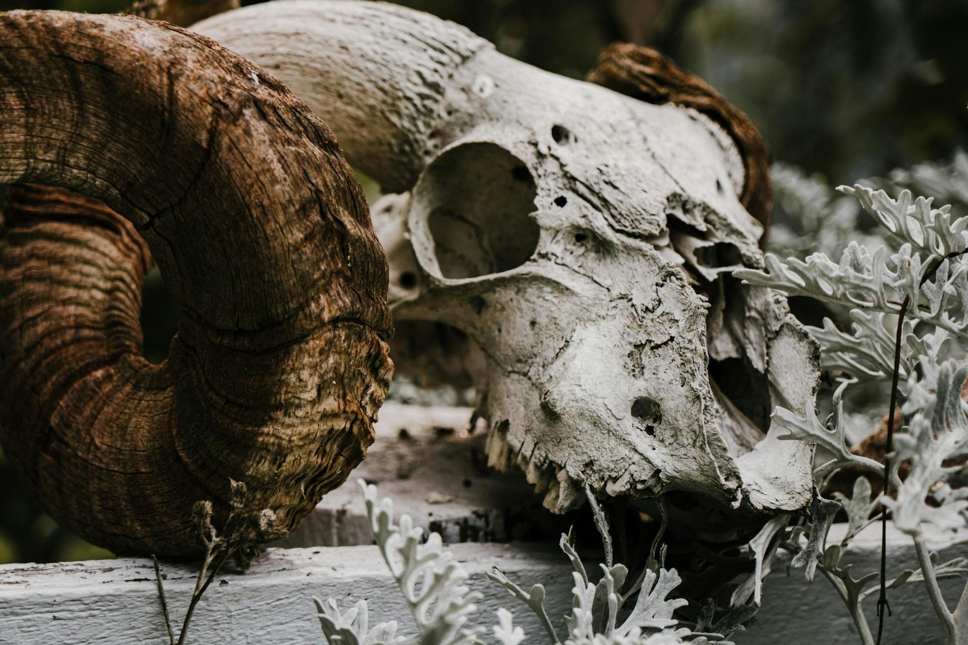 Close-Up Photograph of a Skull