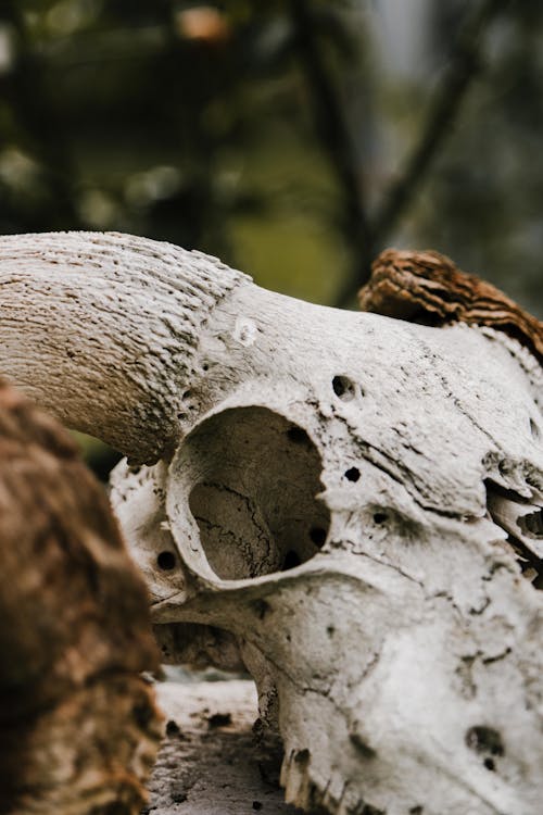 Základová fotografie zdarma na téma detail, kost, lebka