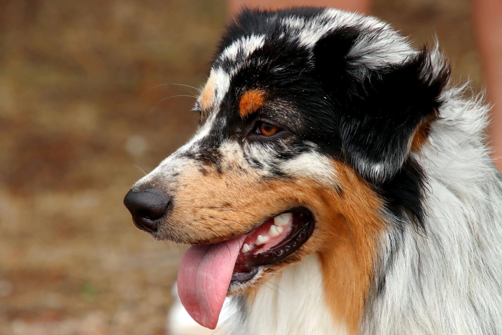 Porträtt av en australisk herdehund